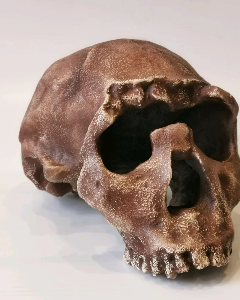 Хомо эргастер "Turkana Boy" без челюсти, модель черепа