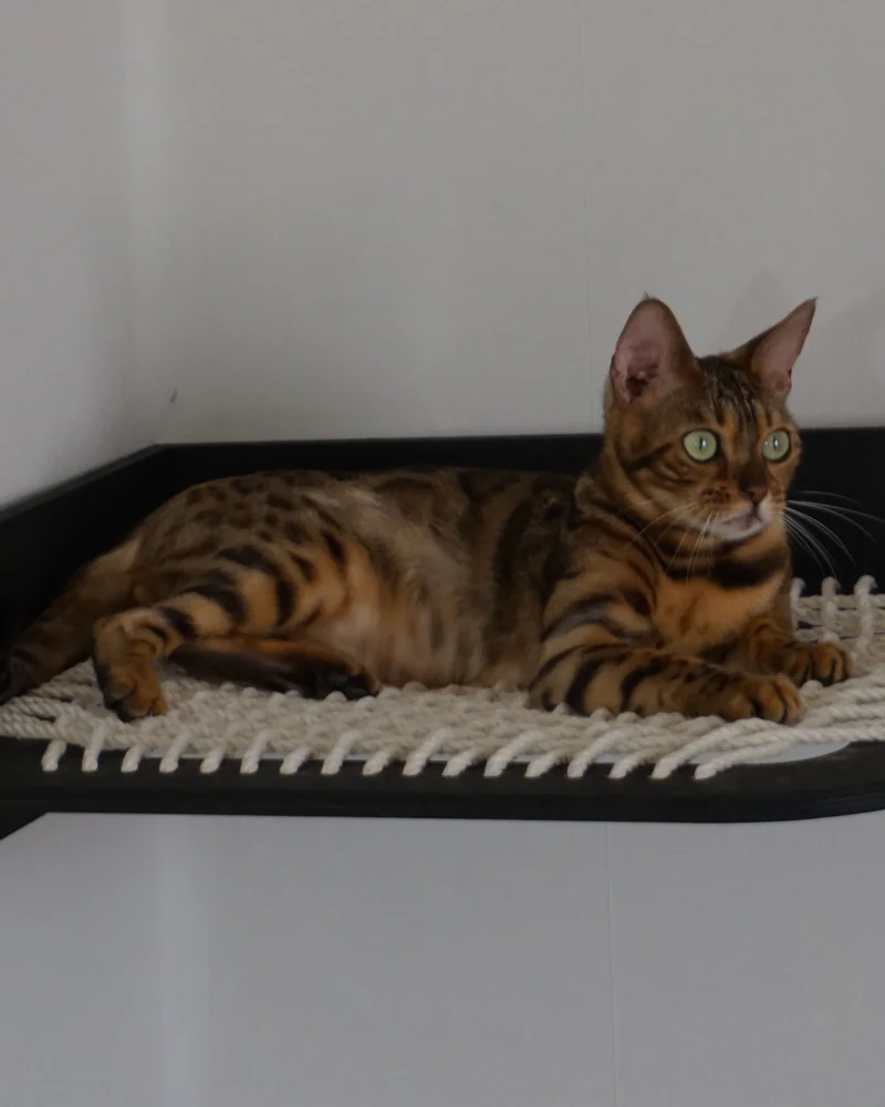 гамак настенный лежанка для кошек угловой плетеный на стену VIMBESK — Черный с хлопком