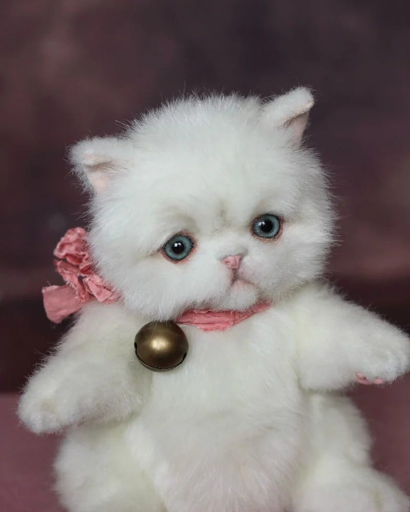 Персидский котенок (тедди), белый — Белый