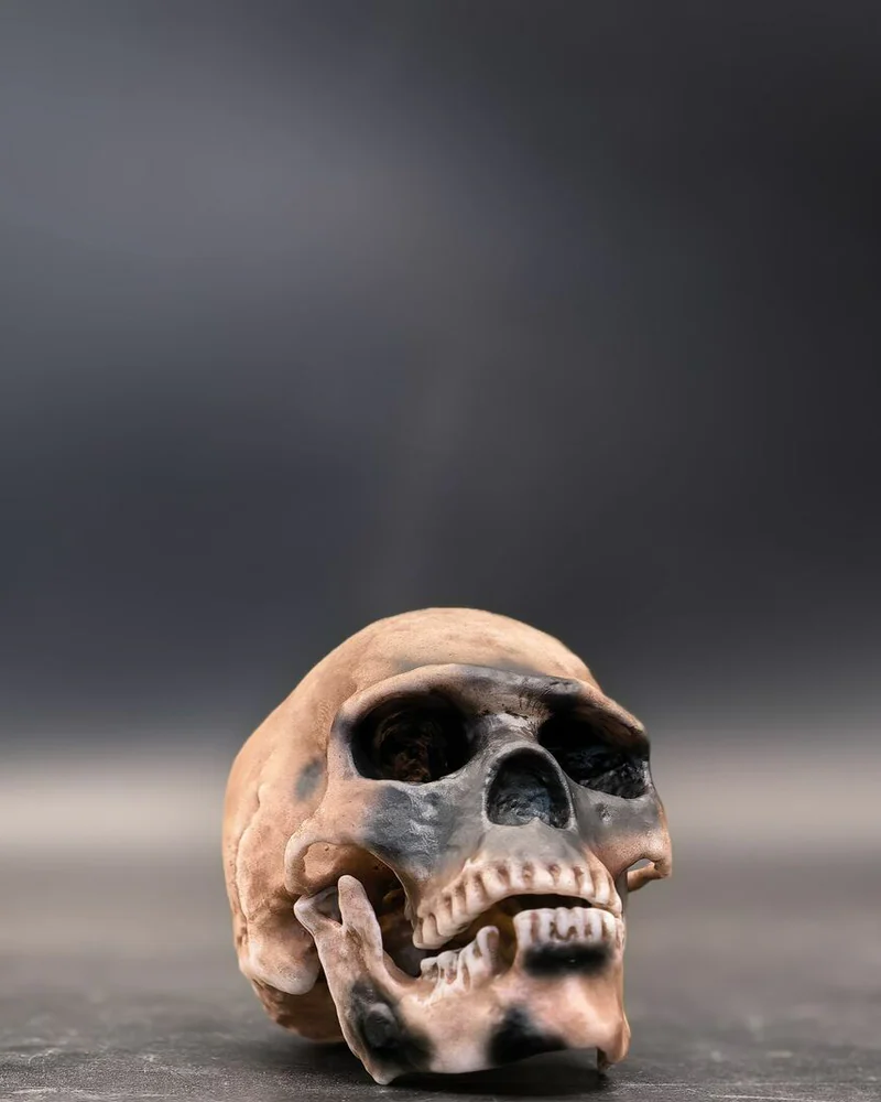 Антропологический набор черепов гоминидов "Homo sapiens"