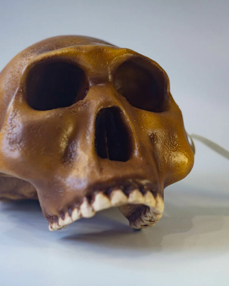 Хомо Хабилис Homo habilis, черепа антропологическая