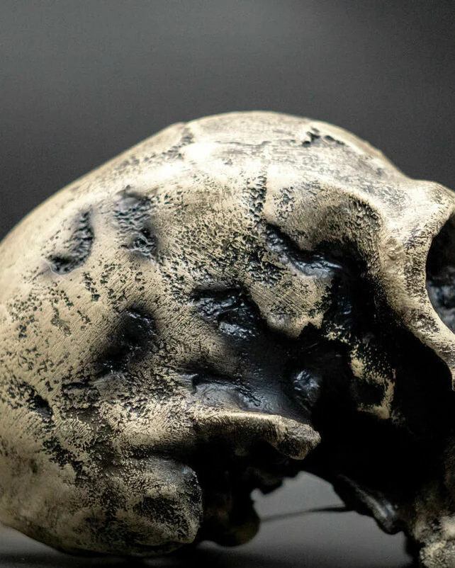 Хомо Хабилис Homo habilis Skull (KNM-ER 1813), модель черепа