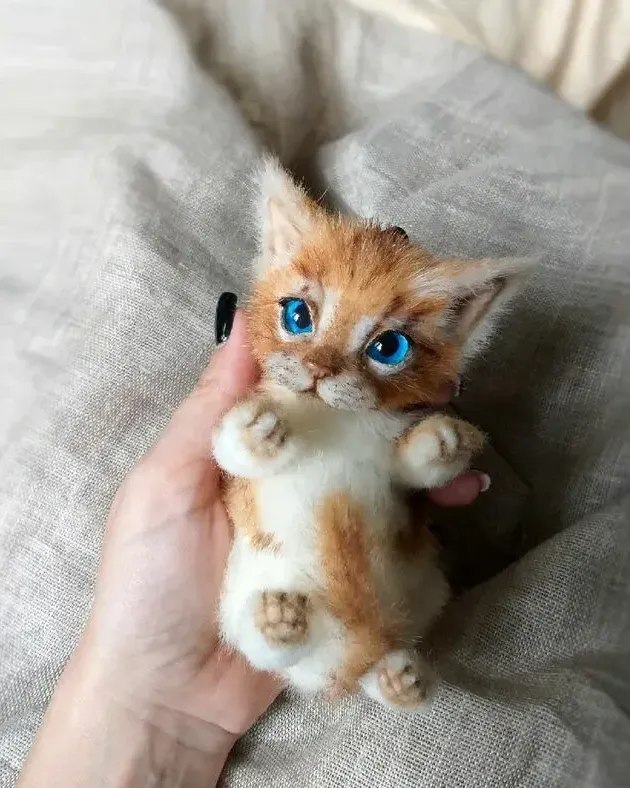 Котёнок тедди Вася, рыже-белый