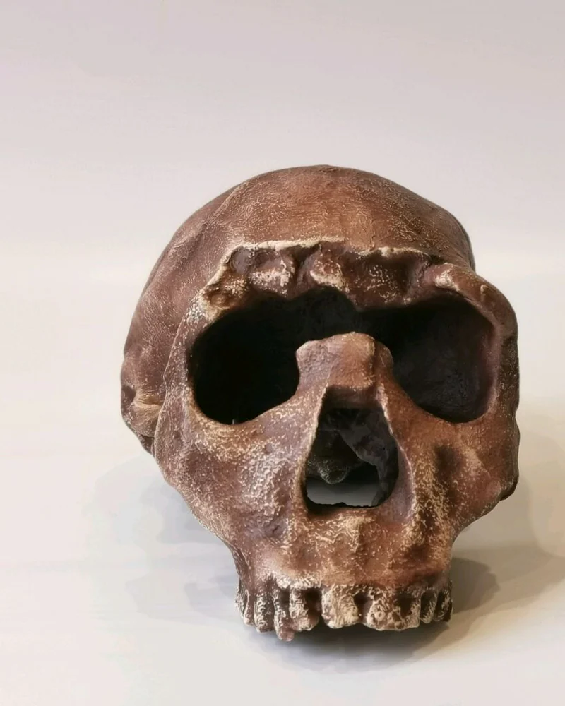 Хомо эргастер "Turkana Boy" без челюсти, модель черепа